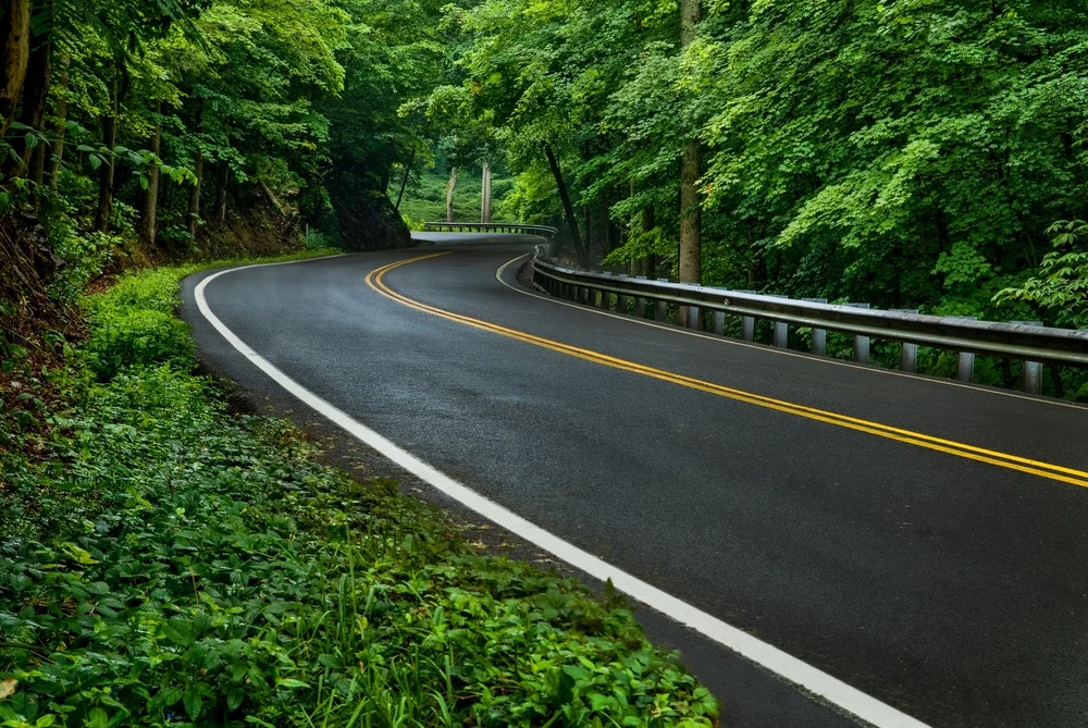 Lush green leaves and calming environment around a winding road during a spring season.