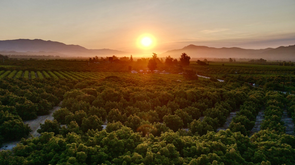 Sunrise over an orchard in Southern California shows how the landscape can be so different in the North vs the South of the state