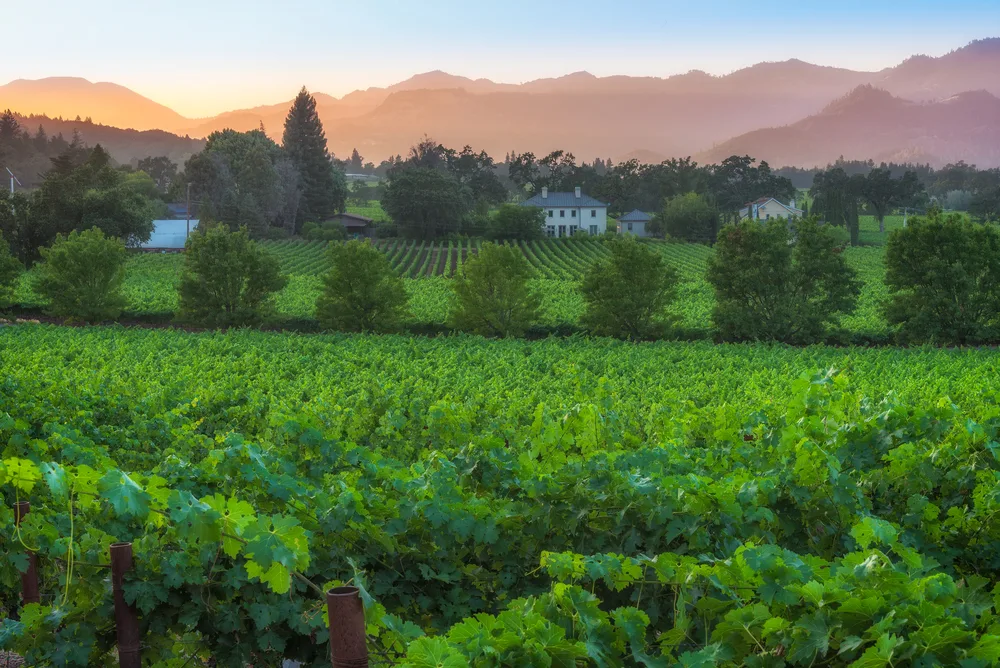 Sunset over vineyards in Napa Valley, Calfornia during the summer with mountains in the distance shows why this is one of the top US wedding destinations