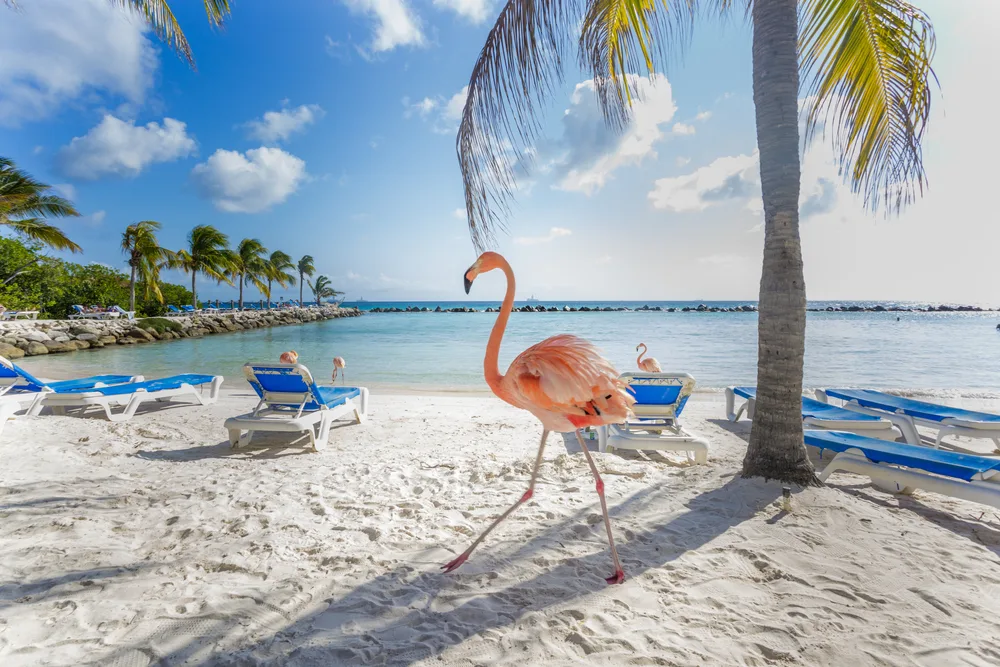 Photo of a flamingo on the beach in Aruba for a guide to what an average trip there costs
