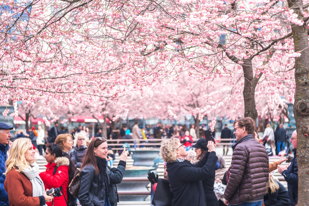 People enjoying the season of cherry blossoms, some are seen taking photos and other just enjoying the view.