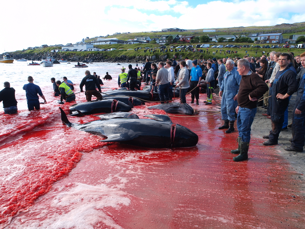 Photo of a beached whale bleeding into the water for a guide to whether or not the Faroe Islands are safe to visit