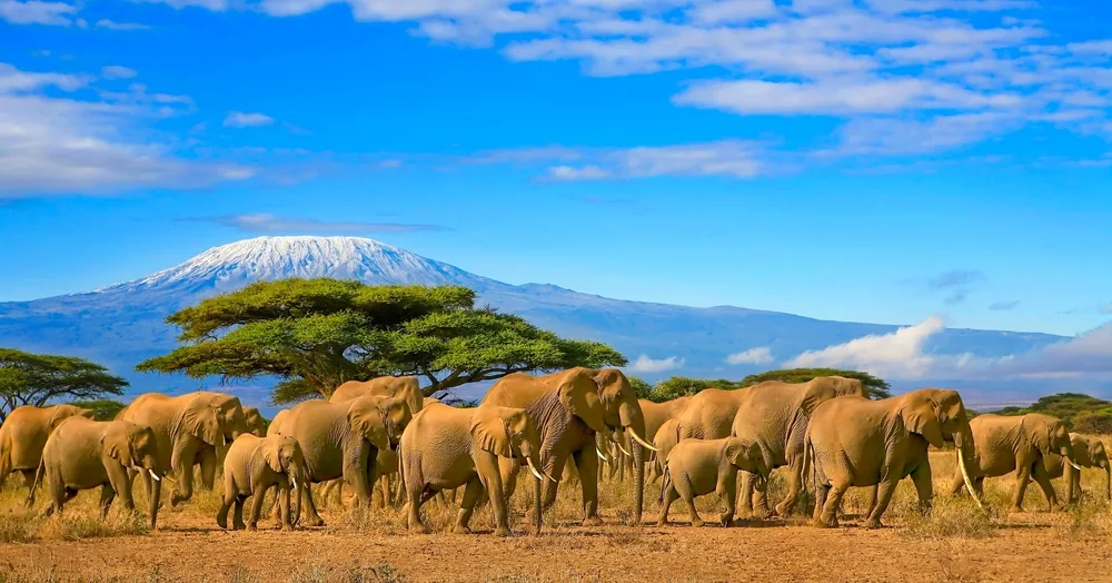 A herd of elephants waking on a savannah where a tall snowy mountain can be seen in background. 