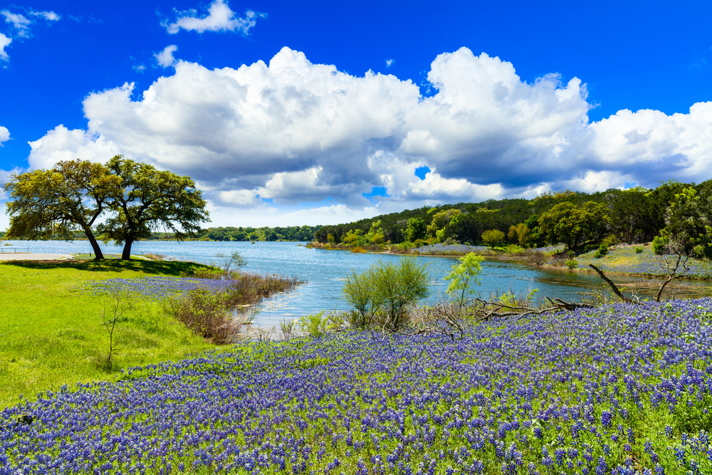 Texas bluebonnets along the shore of Lake Austin in Texas, where Lake Austin Spa Resort is named one of the top all-inclusive vacations no passport needed