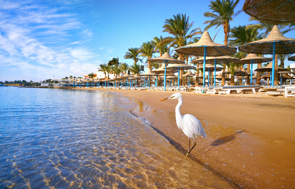 A heron walking on the shore of a resort where empty sun beds with straw umbrellas can be seen on the shore. 