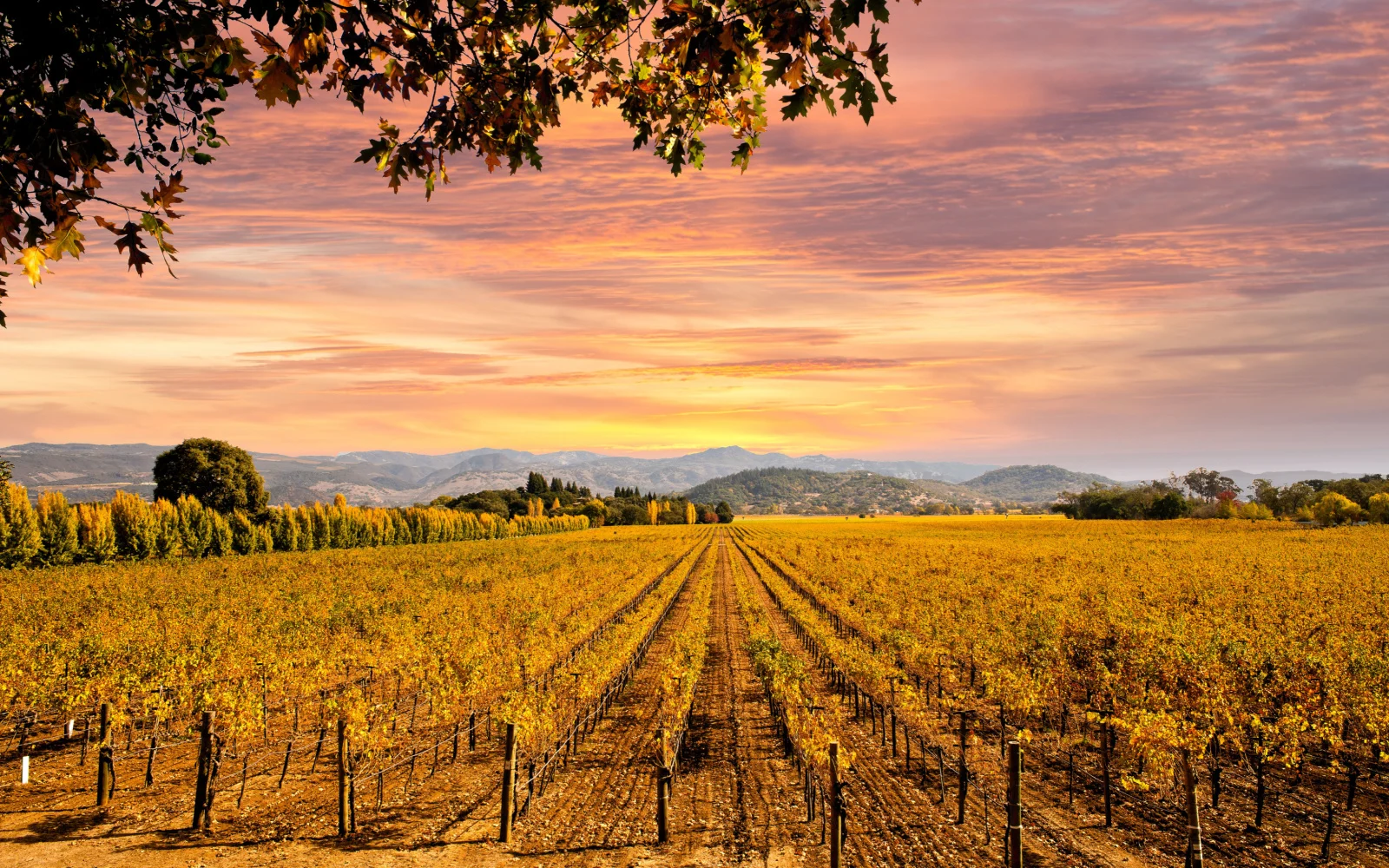 What a Trip to Napa Valley Costs in 2024 | Average Prices