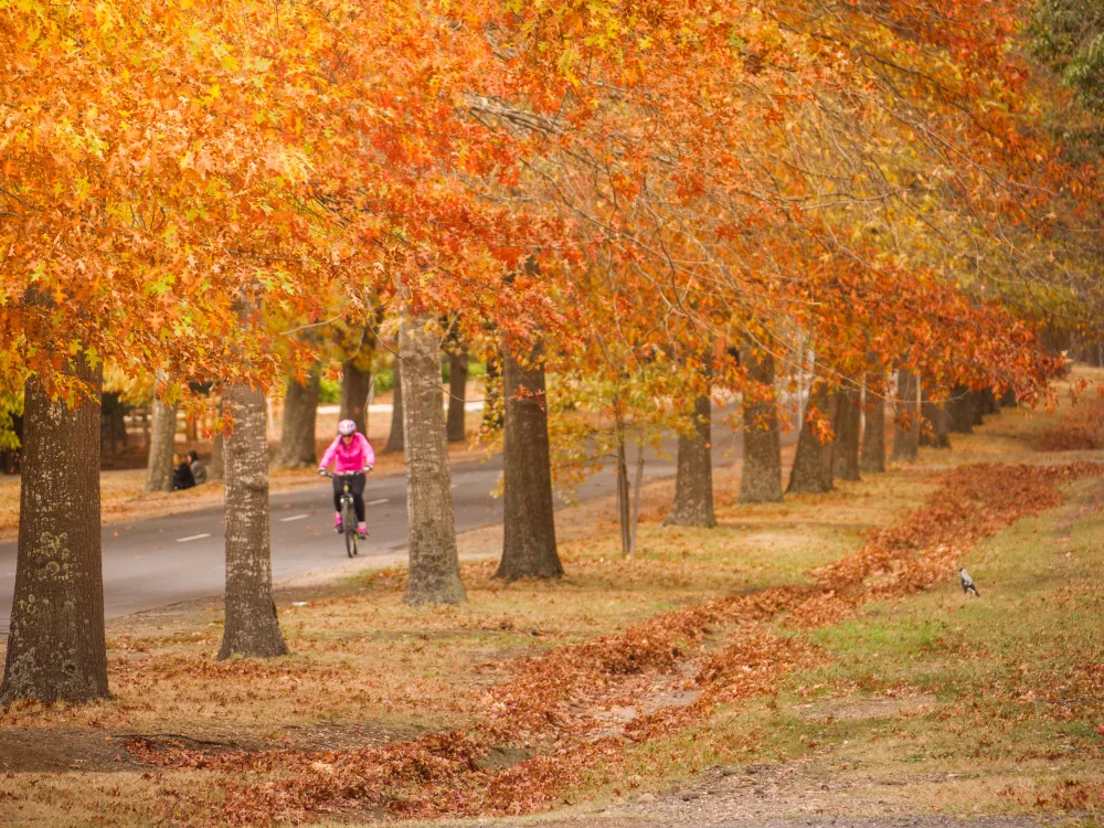 A woman wearing pink wind breaker while cycling on a road surrounded by trees during the autumn season. 