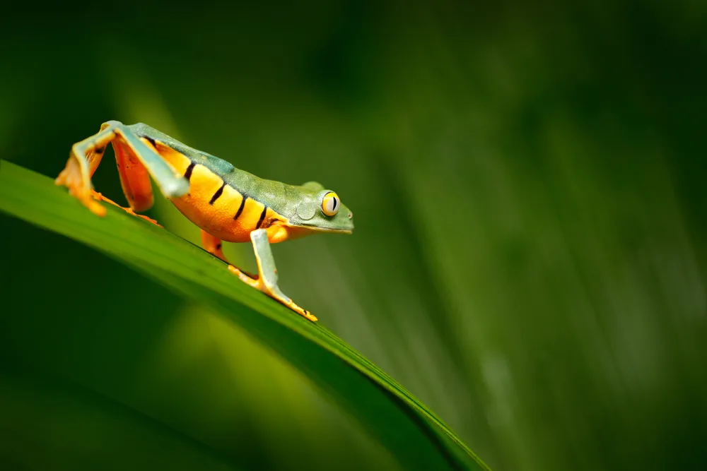 A small frog with a bright belly crawling on a leaf while preparing to jump.