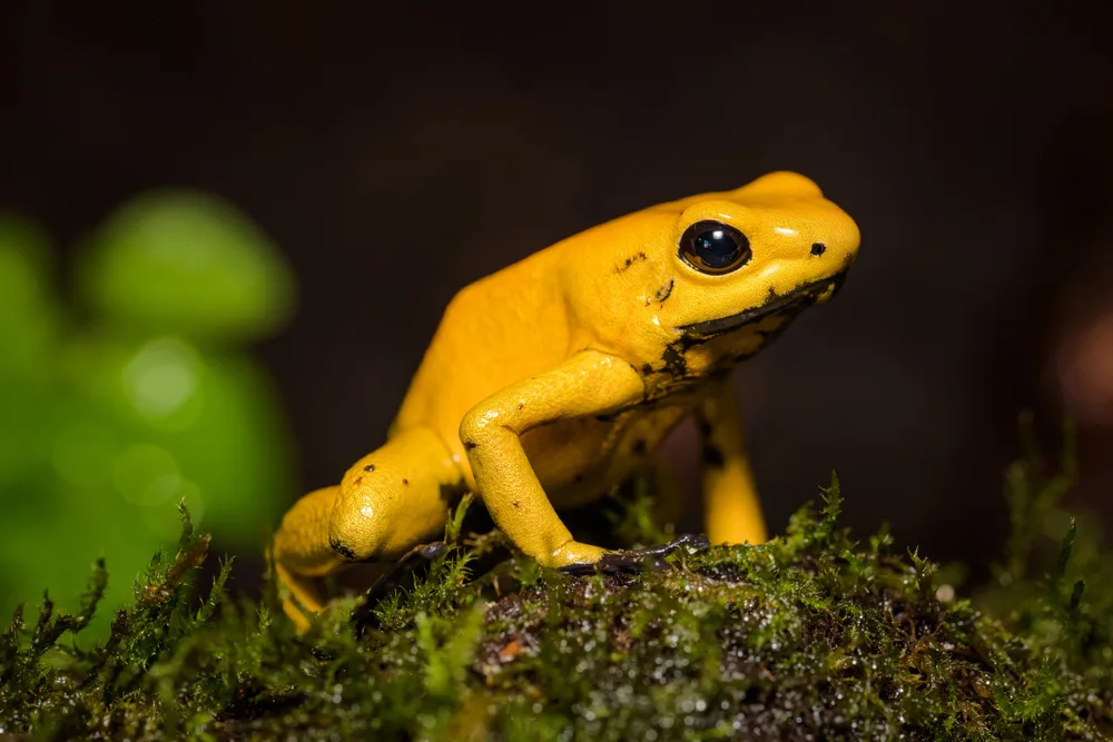 A small frog, with vibrant yellow skin and black eyes, standing on a mossy rock.