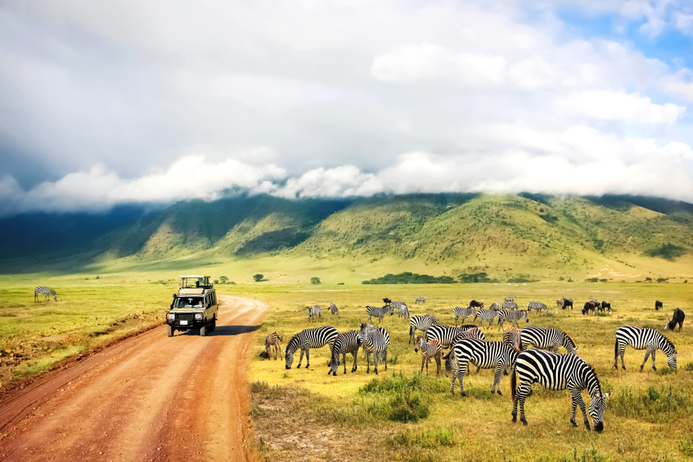 A 4X4 traveling a safari first road while a herd of Zebras are grazing on a field beside it.