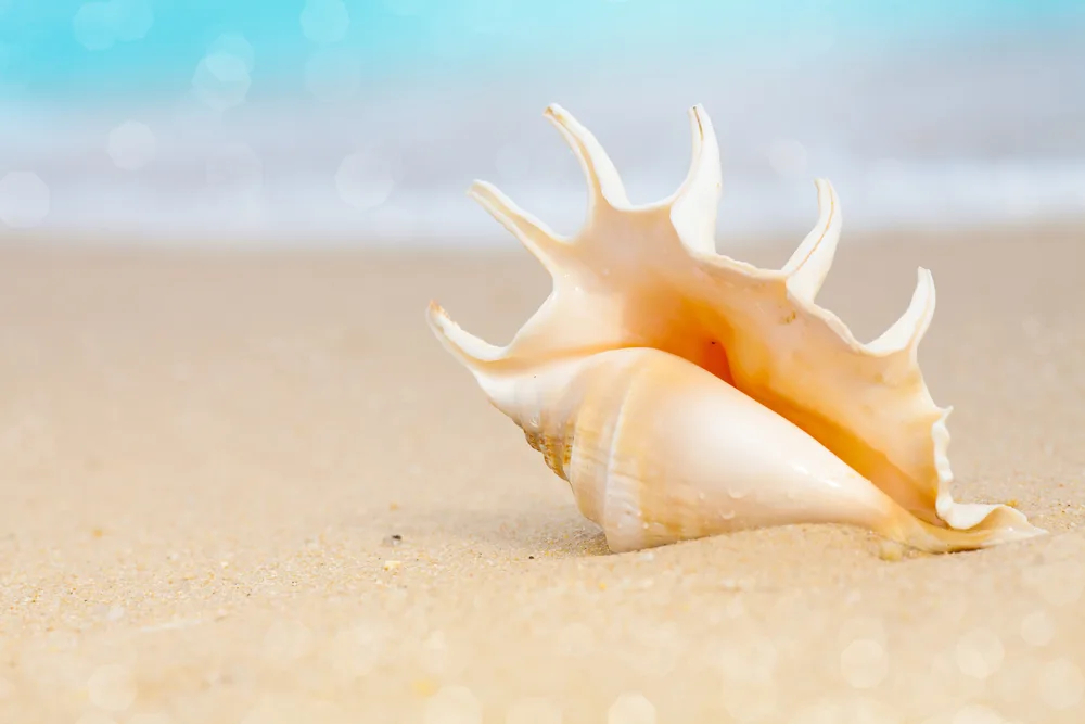 A beautiful shell washed ashore on the fine-sand beach.