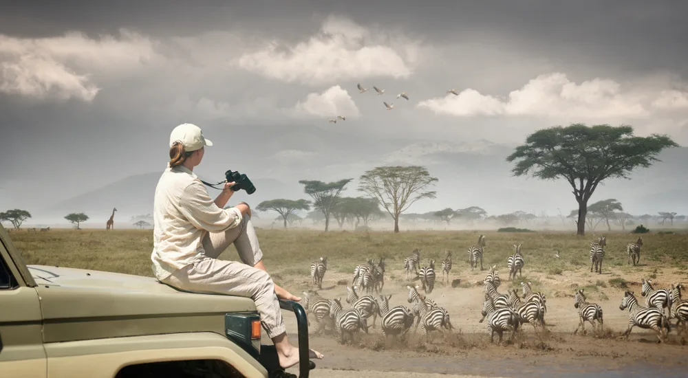 A woman seating on the hood of a truck holds a binoculars while looking at a running herd of zebras. 