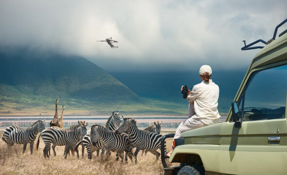 A tourist sitting on a truck hood while observing a group of zebras while in background can be a fog is covering a tall mountain. 