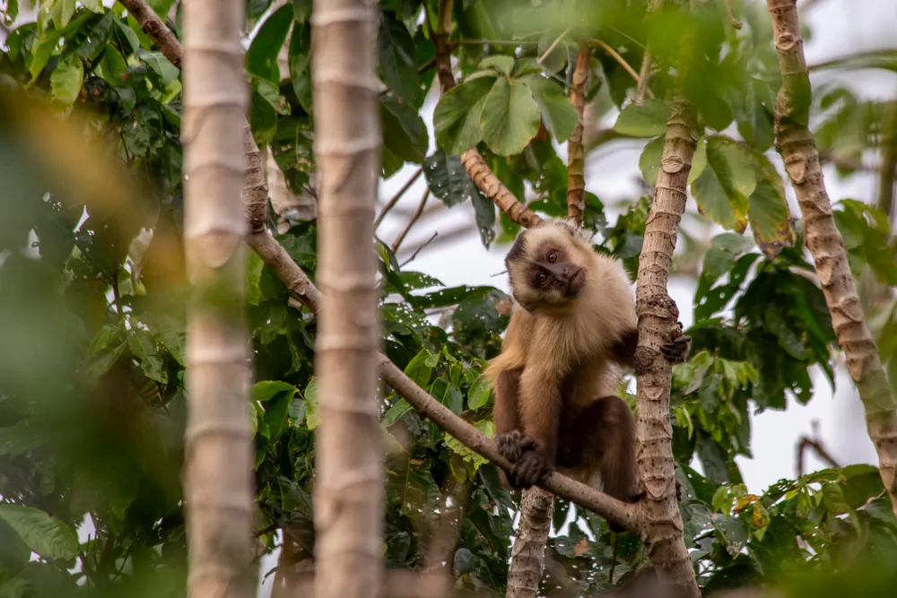 A monkey on top of a tree tilting its head while looking at the camera at one of the most spacious protected area in the world, one of the facts about Bolivia.