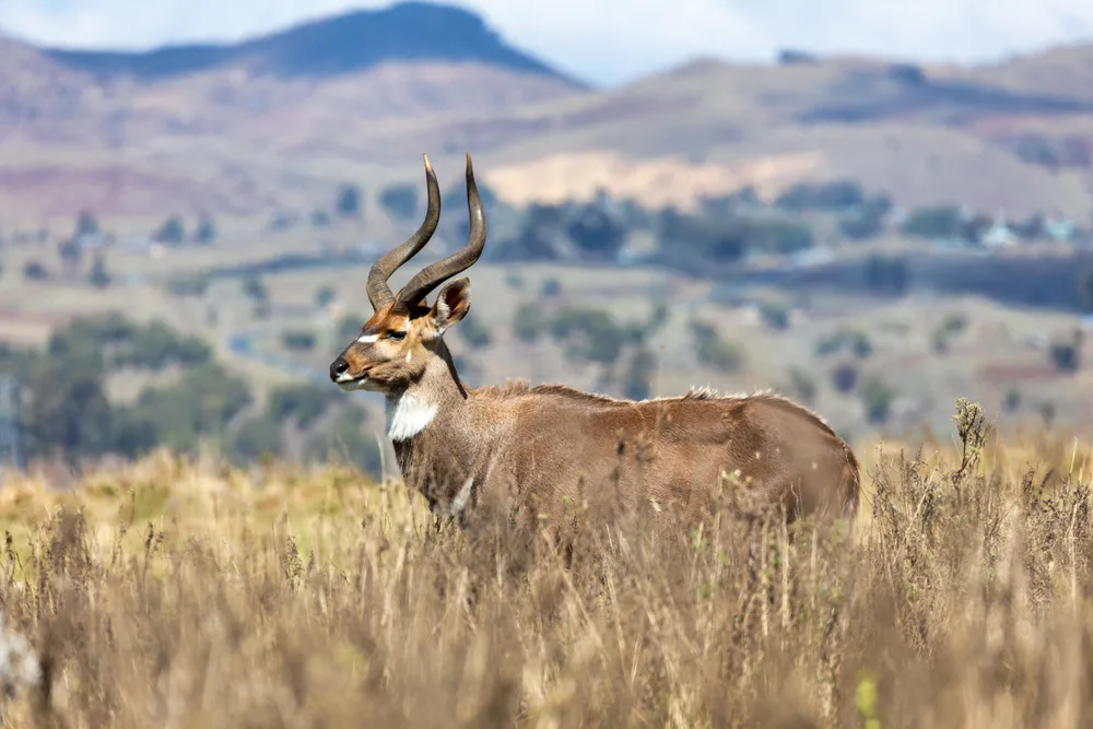 An antelope with unique horn standing still on a savannah land with mountains in background. 