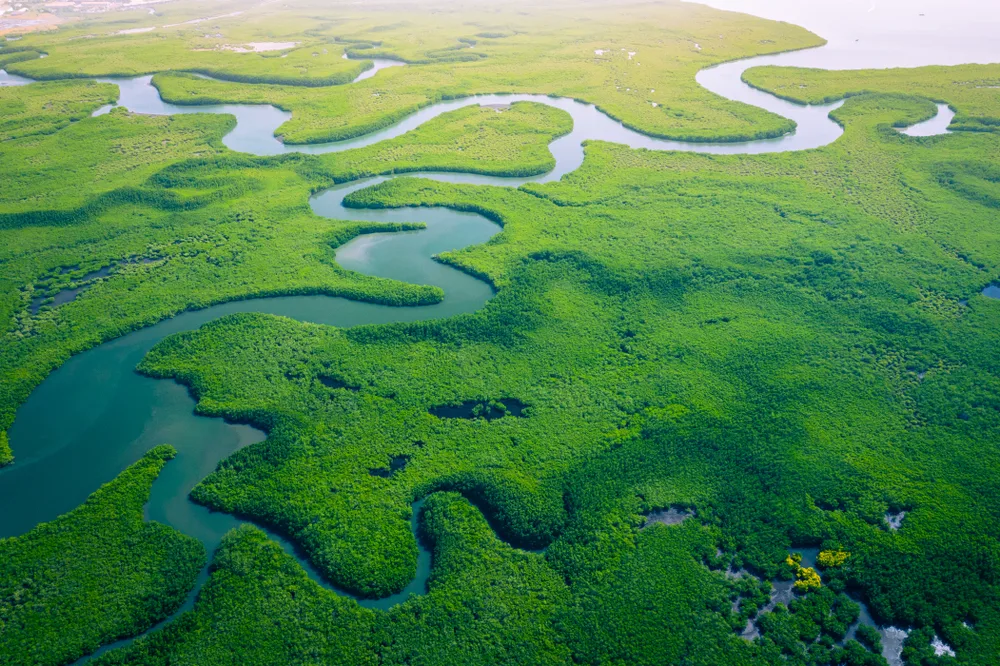A vast mangrove forest where a curving pattern of water path can be seen. 
