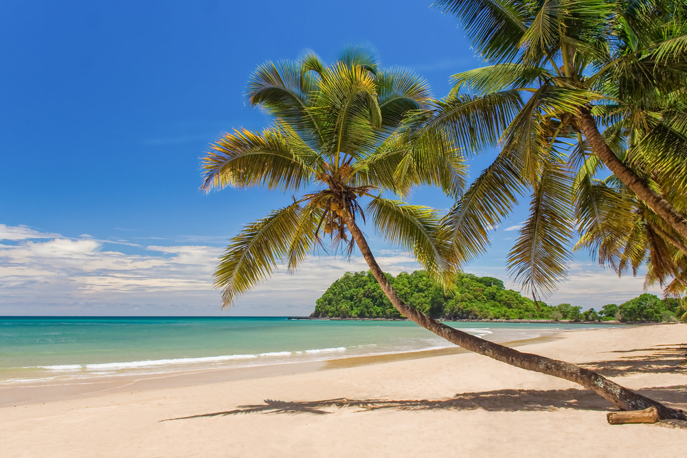 A coconut tree can be seen bent towards the shore of a beach with emerald waters.