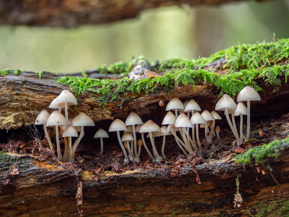 Small mushrooms growing on a fallen tree with moss. 