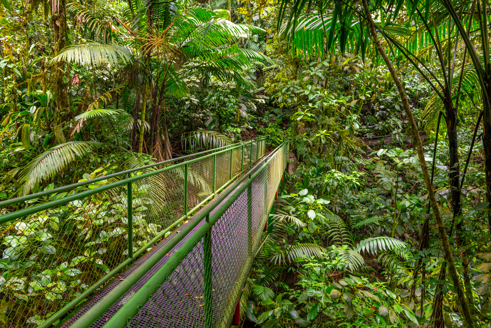 The Mistico Arenal Hanging Bridges Park in a cloud forest in Costa Rica for an article answering how long it takes to fly to Costa Rica from the US