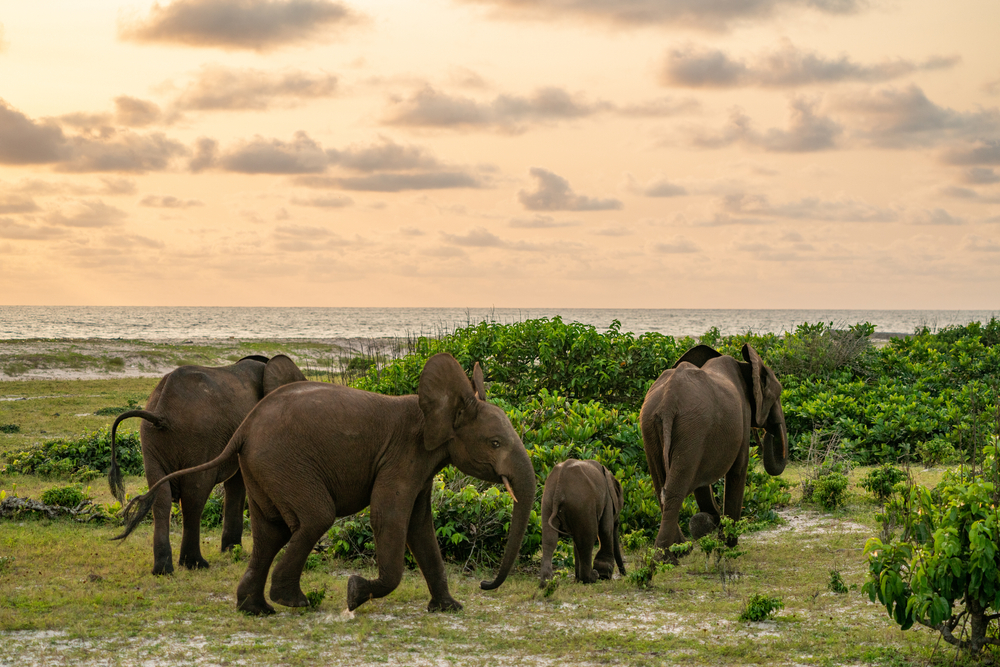 A group of elephants walking on a land near the shore, where the sea can be seen at a distance.