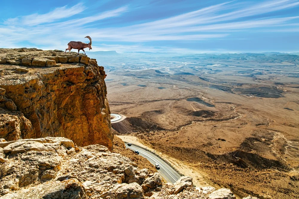 A ram standing on a cliff where a road can be seen at the bottom beside a desert. 