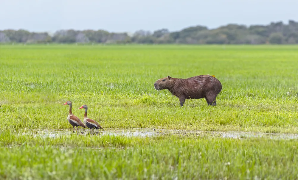 A Capybara standing near two geese in a vast wetland. 