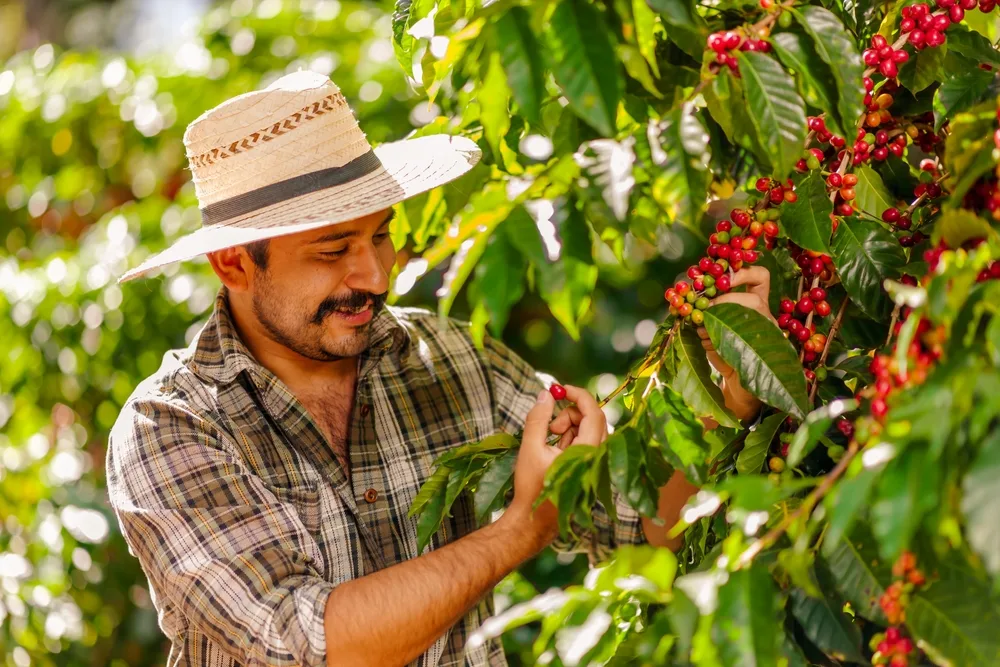 A Latin-American man plucking a coffee been from a coffee tree while wearing a farm hat. 