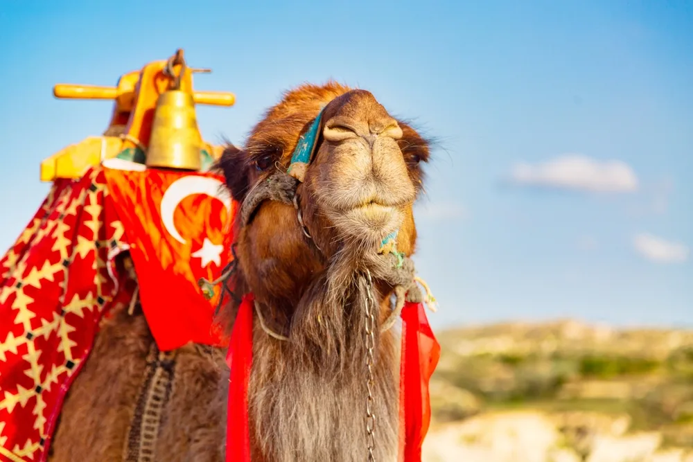 A camel in a close-up shot with a Turkish fag on his saddle.
