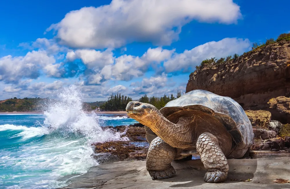 A large tortoise standing on a coastal rock where a wave is seen crashing.