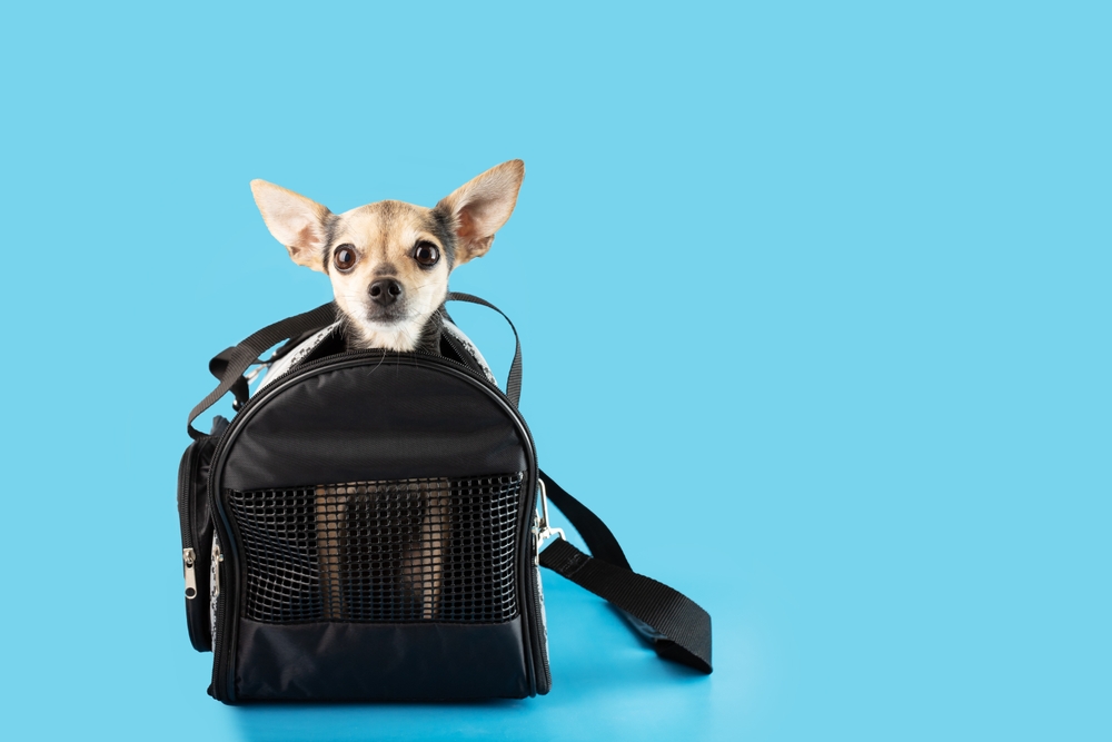 Chihuahua dog pokes his head out of a small pet carrier like would be allowed according to Frontier Airlines baggage fees and dimensions