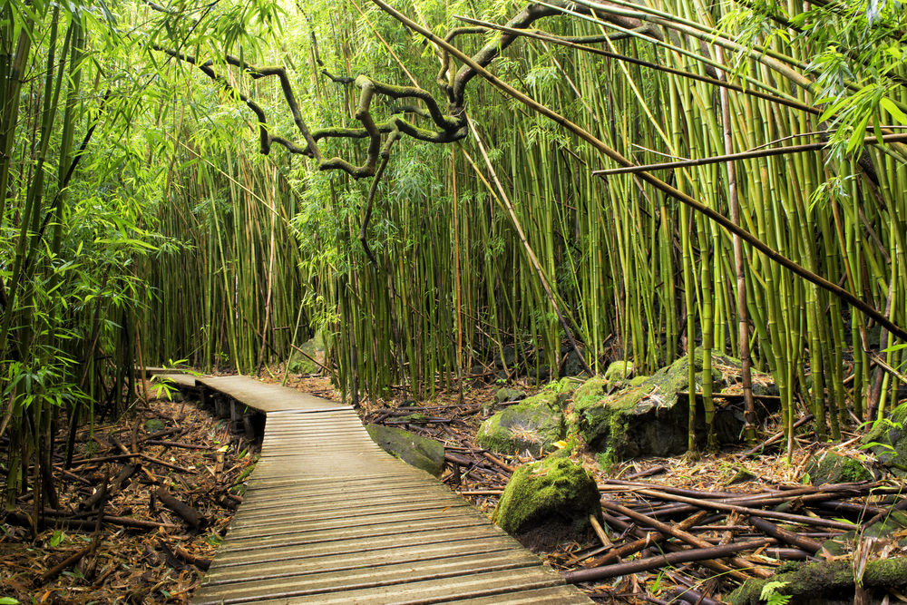 A boardwalk in middle of a bamboo forest, where the bamboos are seen to have small stalks. 