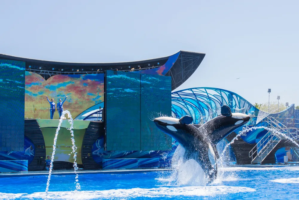 Killer whales surface breaking as they are performing in an amusement park, with their trainers standing on the platform, capture for a piece on an article about trip cost to Orlando.