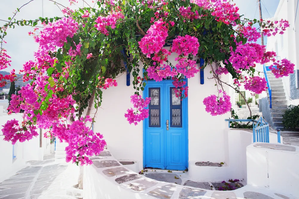 A town with all white paint, and a houses can be seen with Bougainvillea above its door frame with blue-painted doors, the blue color is called kyanos, a famous color in Greece, believed to ward off evil spirits.
