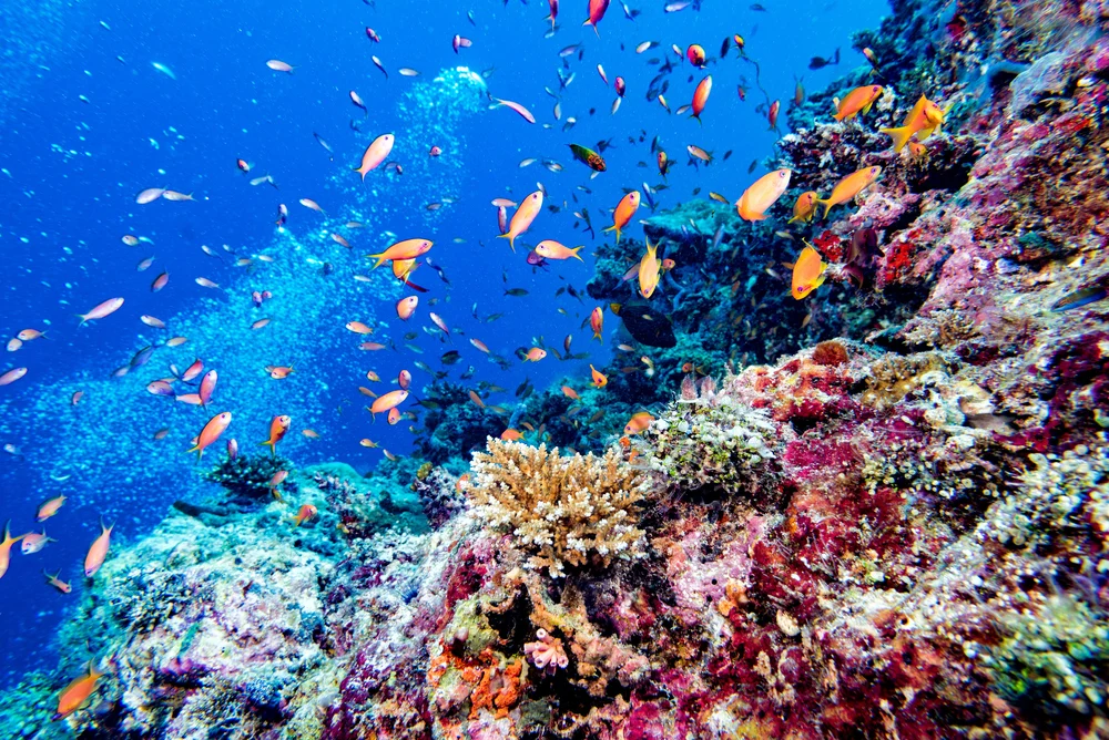 Colorful fish and coral reefs under the waves in the Maldives, where visitors snorkel and dive while staying in luxury resorts