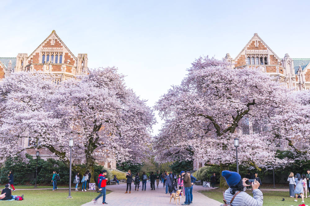 Young people walking and relaxing under blooming cherry blossoms in an open space in front of a large historic building.