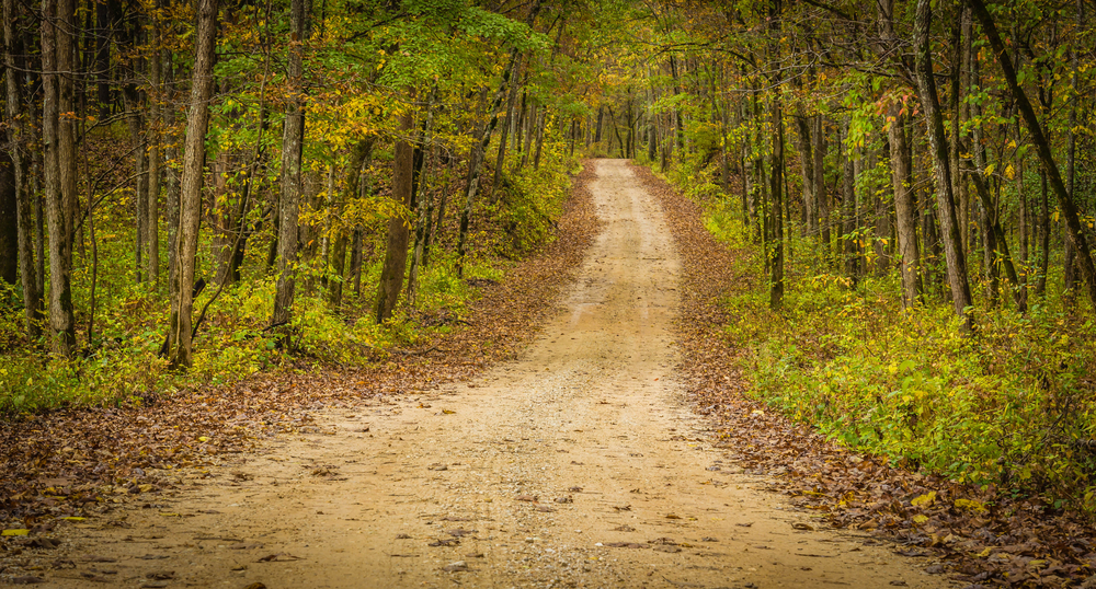 A dirt road surrounded by small trees. 