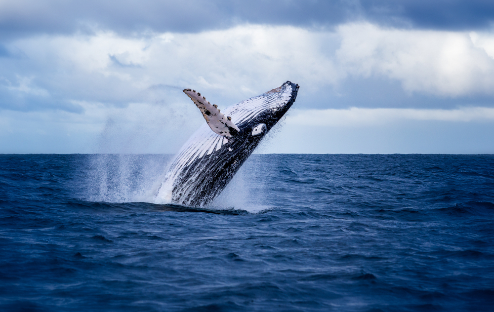 A humpback whale surfacing breaking on a vast ocean. 