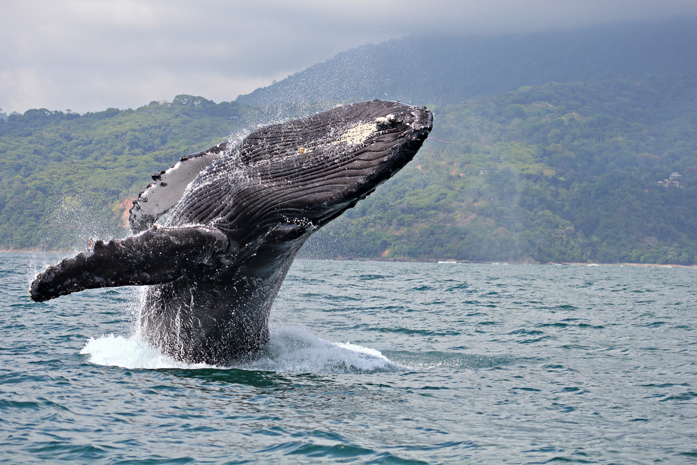 A majestic humpback whale surface breaking with mountains and trees in background. 
