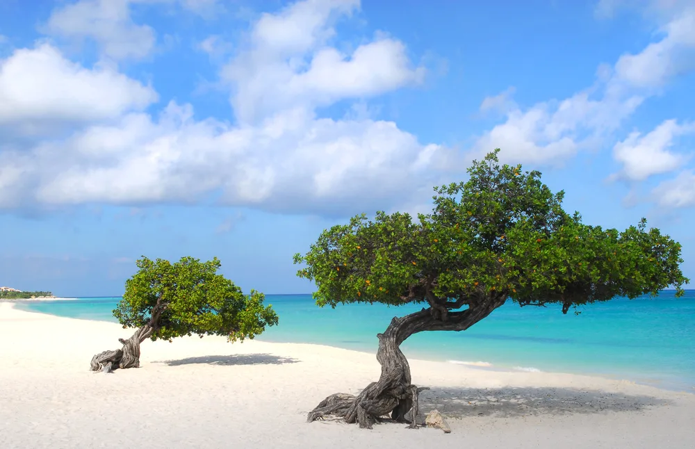Famous Divi Divi trees on the sandy shores of Aruba with clouds overhead on a sunny summer day for a piece answering how long flights to Aruba take
