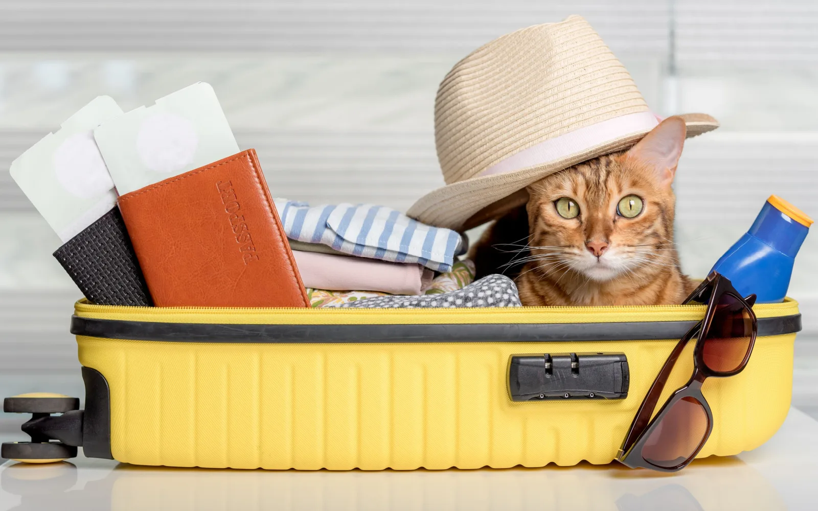 How to Travel With a Cat (All You Need to Know in 2023)