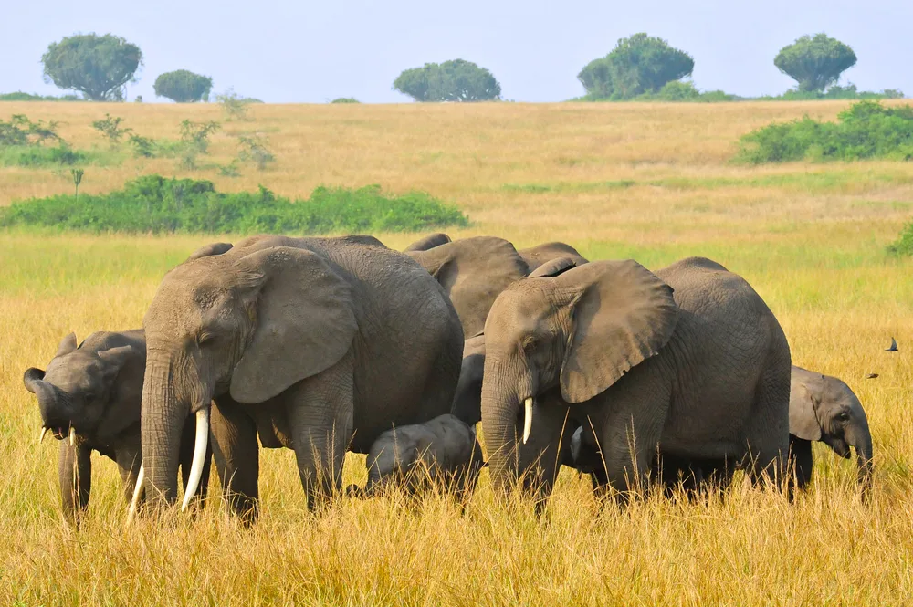 A group of young and old elephants walking on a vast safari grassland in Queen Elizabeth National Park and Bwindi Impenetrable National Park, two of the best places to stay in Uganda.