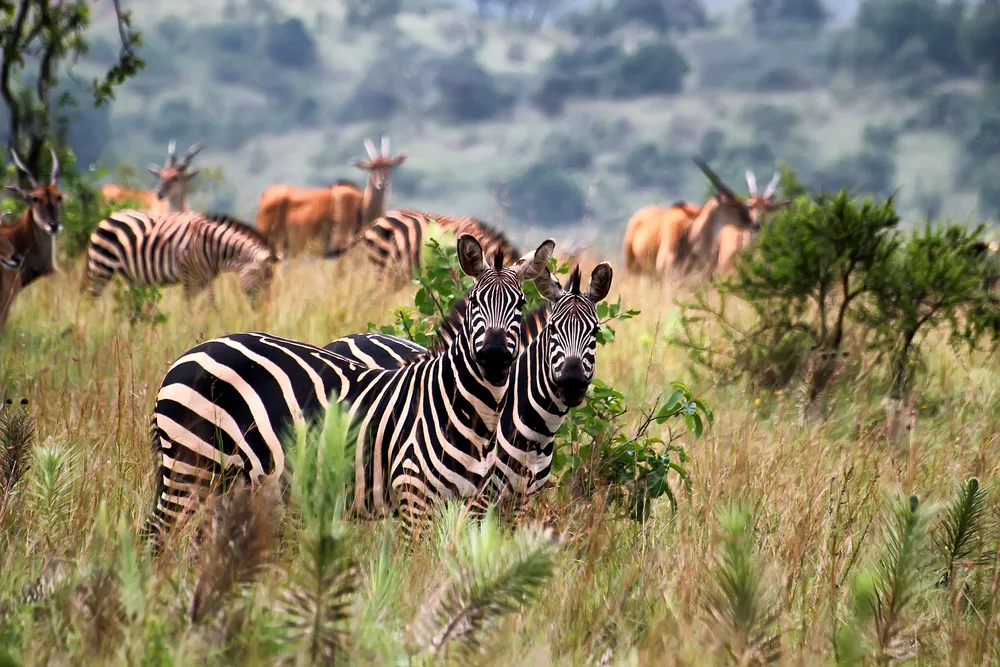 Two zebras looking towards the camera in a savanna at Akagera National Park, our pick on the best areas to stay in Rwanda, other giraffes and gazelles is blurred in background.