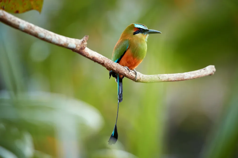 A small colorful bird with a white brow resting on a tree branch named as Turquoise-browed Motmot, the bird that symbolizes El Salvador.
