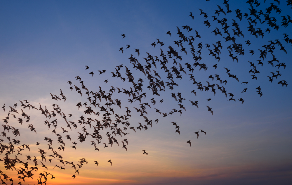 A colony of bats flying during sunset. 
