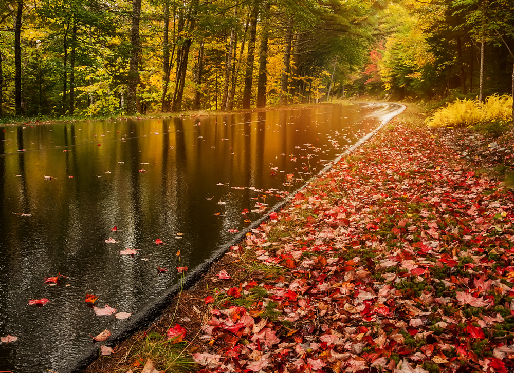 A wet road due to rain while the side of the road is covered with leaves during autumn season on the least busy time to visit Acadia National Park.
