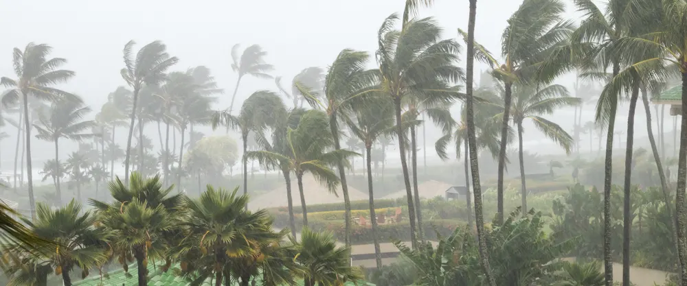 A photo as a piece on the guide titled when is the hurricane season in the Caribbean, palm trees are blown by the strong winds accompanied with rain.