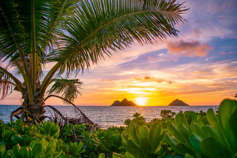Lanikai Beach in Oahu, Hawaii seen during a colorful sunset with a palm tree and greenery in the foreground