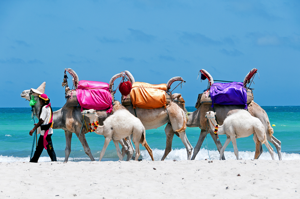 A man walking with his camels on the shore with white sand. 