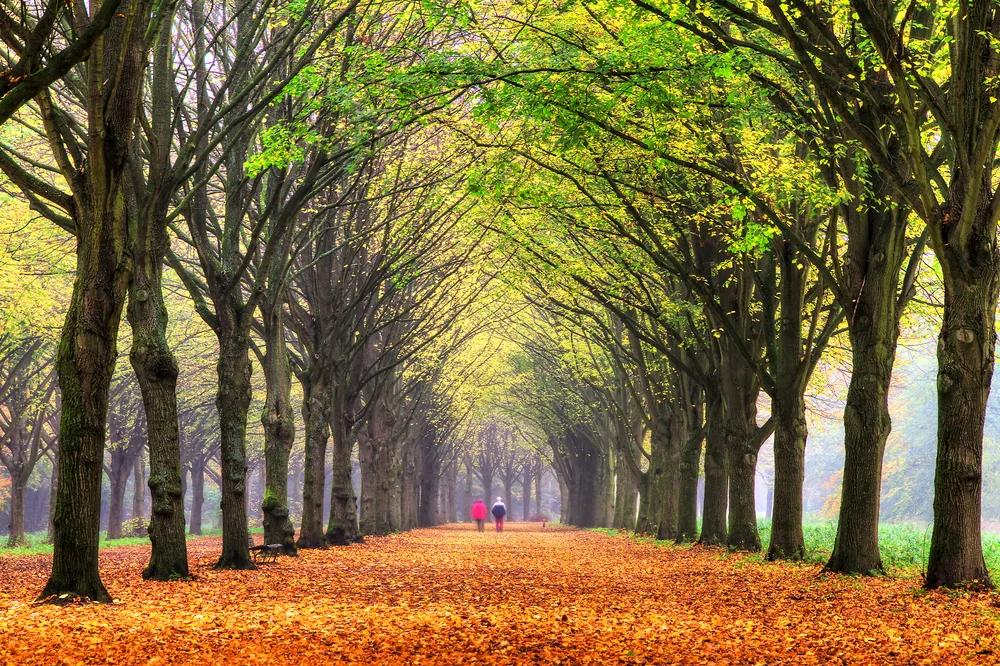 A couple walking in the park at a path with trees on each side during fall season, the least busy time to visit Amsterdam.