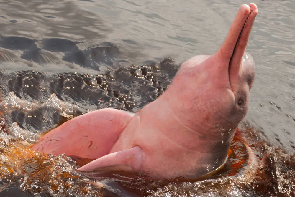 A pink dolphin swimming backwards on a murky waters of the Amazon river in South America.